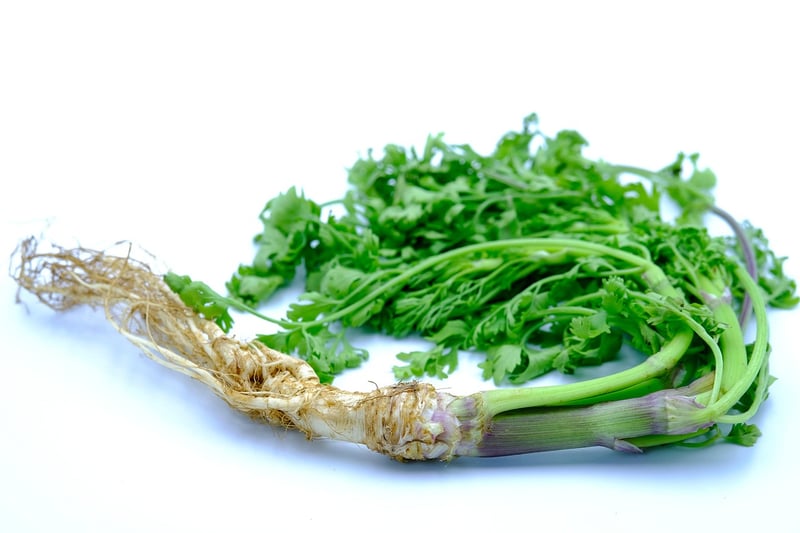 Cilantro